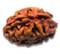2 Mukhi Rudraksha