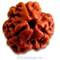3 Mukhi Rudraksha