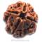 4 Mukhi Rudraksha