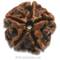 5 Mukhi Rudraksha