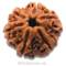 6 Mukhi Rudraksha