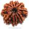 9 Mukhi Rudraksha
