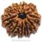 10 Mukhi Rudraksha