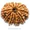 11 Mukhi Rudraksha