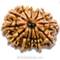 12 Mukhi Rudraksha