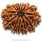 13 Mukhi Rudraksha