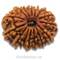 14 Mukhi Rudraksha