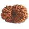 16 Mukhi Rudraksha