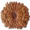 17 Mukhi Rudraksha
