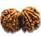 Gauri Shankar Rudraksha