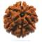 Description: 7 Mukhi