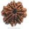 Description: 8 Mukhi
