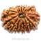 Description: 15 Mukhi