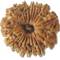 Description: 21 Mukhi
